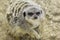 Meerkat face in close up with selective focus
