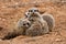 Meerkat Family