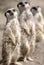 Meerkat family