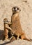 Meerkat Family