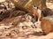 Meerkat family