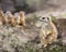 Meerkat family