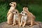 Meerkat Family