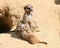 Meerkat Family Life