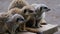 Meerkat family in a wildlife park. Bridlington.