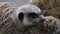 Meerkat family in a wildlife park. Bridlington.