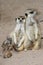 Meerkat Family with Young Babies
