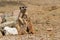 Meerkat feeding its cubs