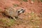 Meerkat feeding on a mouse