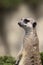 Meerkat on a green bush, a portrait