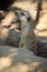 meerkat on the ground