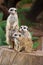 Meerkat Group Huddled Together 2