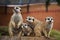 Meerkat Group Huddled Together 4