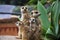 Meerkat Group Huddled Together 5