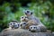 Meerkat group in the nature