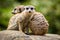 Meerkat group in the nature