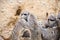 Meerkat in group standing fighting playing and doing funny pose