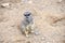 Meerkat in group standing fighting playing and doing funny pose