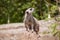 Meerkat guard looks towards the sky