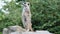 Meerkat guard on a rock