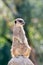 Meerkat guard sitting upright on a rock