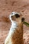 A meerkat hanging out on the rocks in the desert looking around Suricata suricatta