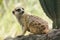 Meerkat has a small body size.