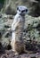 Meerkat with head turned looking at another meerkat