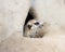 Meerkat hidden in a rock hole