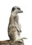 meerkat isolated on a white