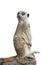 meerkat isolated on a white