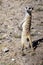 Meerkat in Kalahari