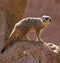 Meerkat - Kalahari Desert - Botswana