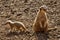 Meerkat - Kalahari Desert - Botswana