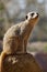 Meerkat - Kalahari Desert - Botswana