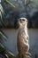 Meerkat keeping watch on a rock