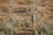 Meerkat in Kgalagari transfrontier park, South Africa