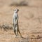 Meerkat in Kgalagari transfrontier park, South Africa