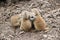 Meerkat kits in a group