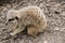 Meerkat kits iand mother