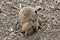 Meerkat kits iand mother