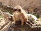 Meerkat lat. Suricata suricatta mammal from the mongoose family