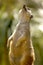 This meerkat is letting the sun shine in his face and is cute as he stands on his hind legs.