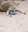 Meerkat lie down on the ground.