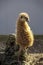 A meerkat looking across his shoulder.