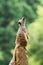 Meerkat looking up with a clear background