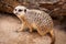 Meerkat Looking Up after Digging in Sand