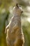 A meerkat on the lookout and is letting the sun shine on his face.