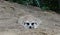 A Meerkat Lying Flat In The Sand