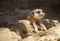 Meerkat lying on the sand